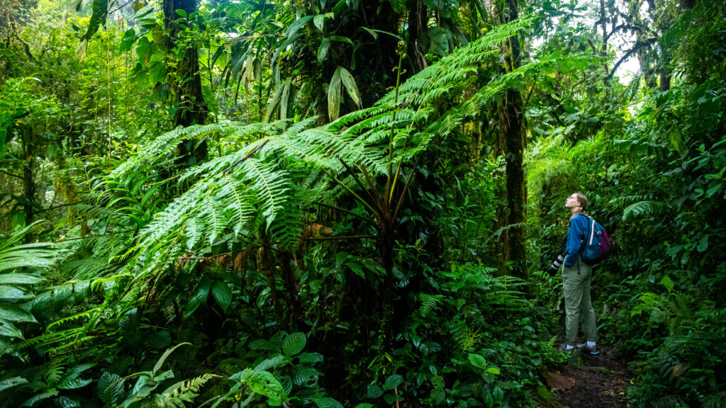 Monteverde hiking