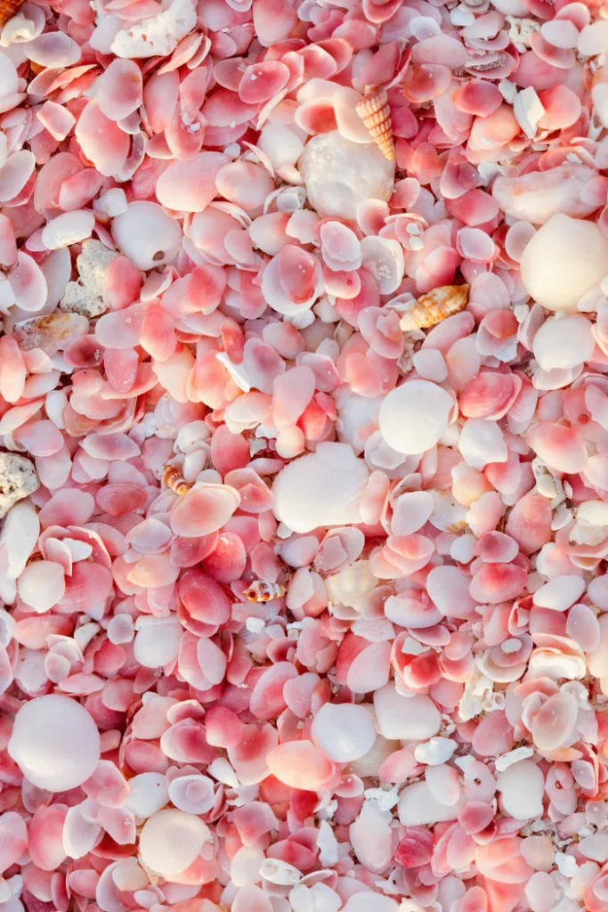 Antigua shells
