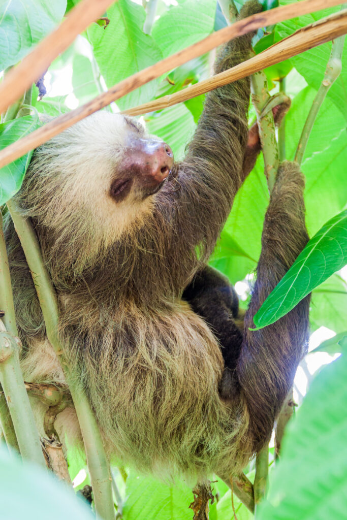 Two-toed sloth with an offspring in a forest near La Fortuna village, Costa Rica