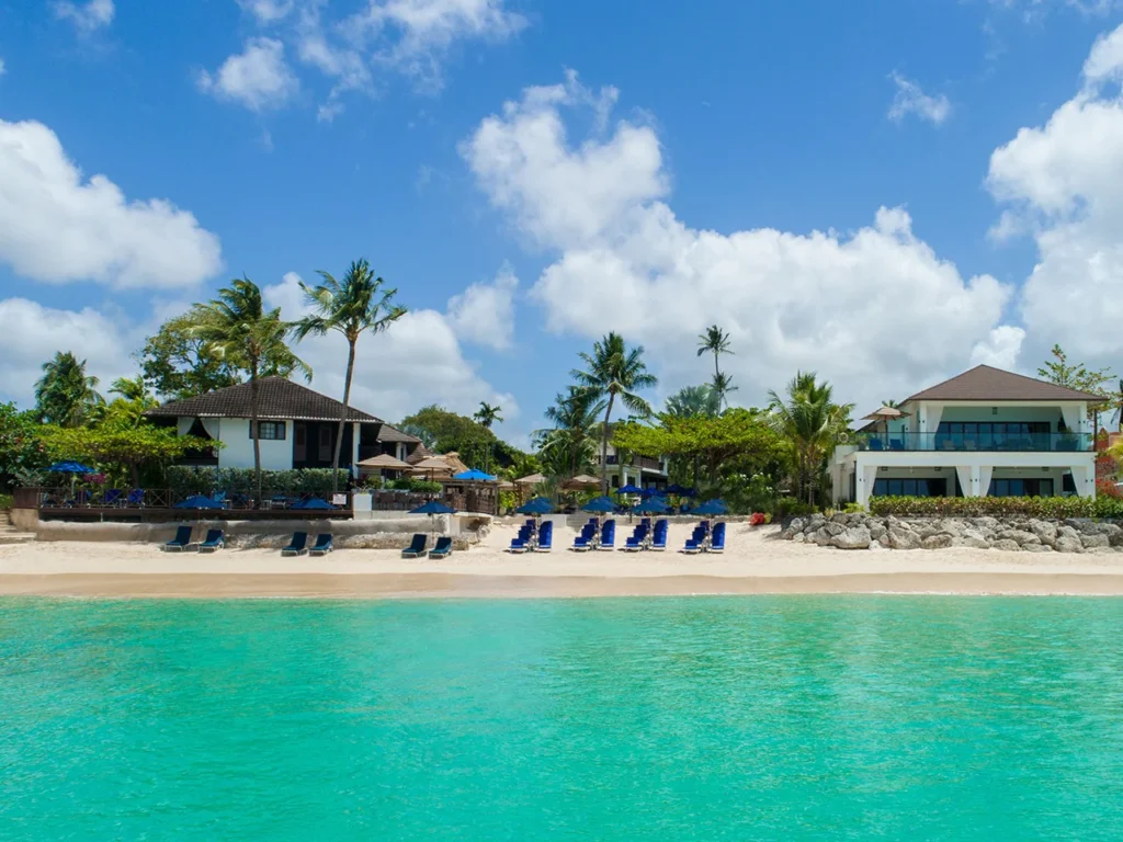 Barbados Sandpiper front