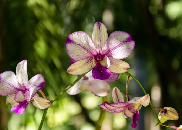 Barbados botanical gardens orchid