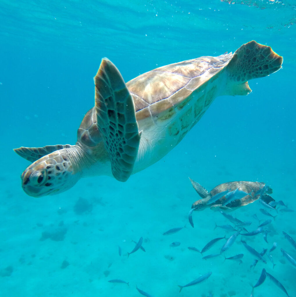 Barbados turtle snorkeling