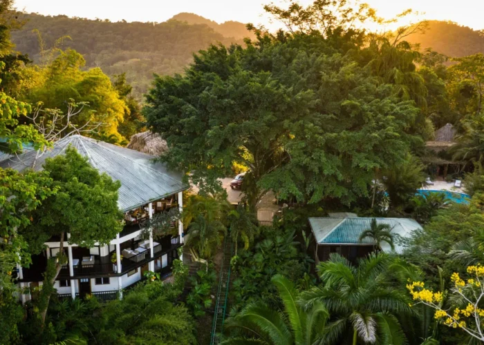 Belize Copal Tree aerial Belize Copal Tree aerial