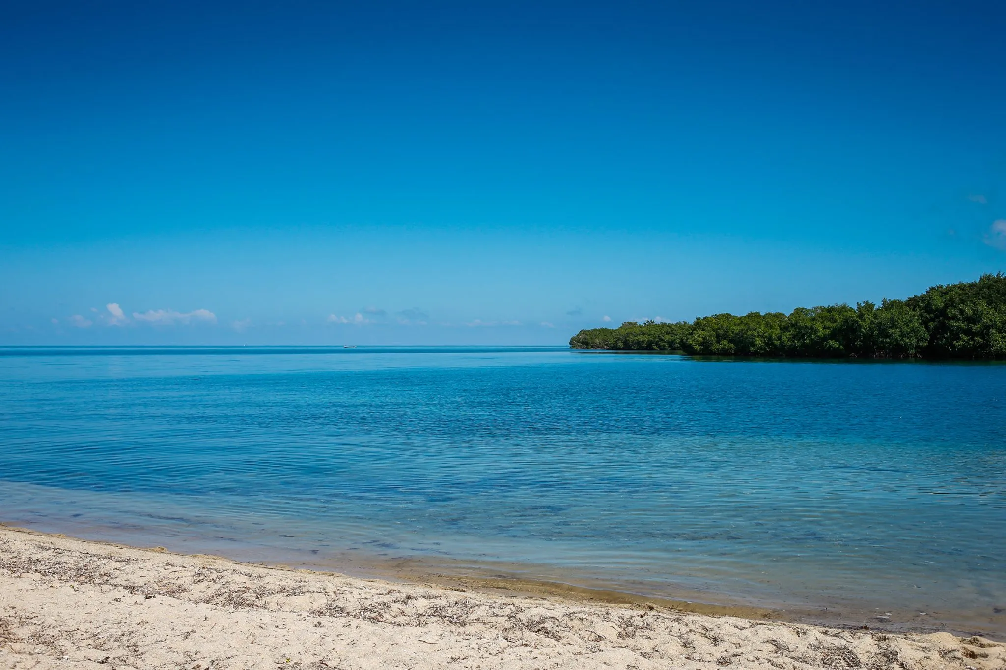 Belize Placencia mangroves