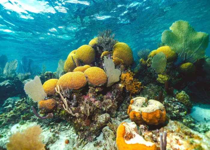 Belize corals