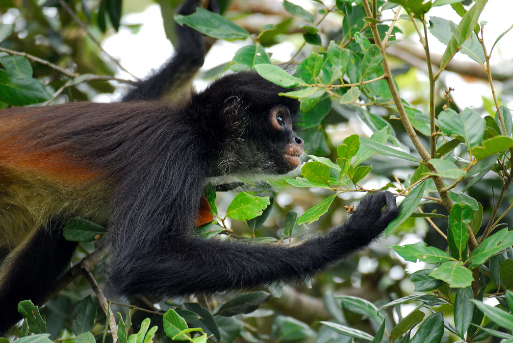 Belize howler monkey