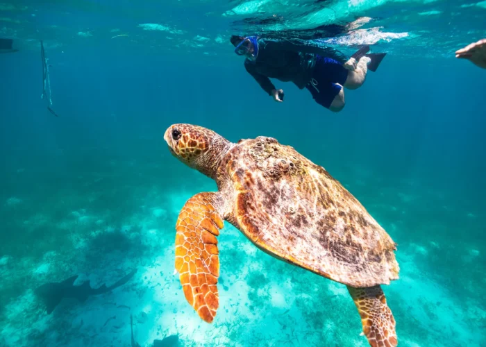Belize snorkeler with turtle close