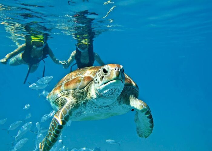 Belize snorkelers with turtle Belize snorkelers with turtle