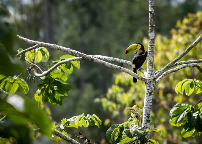 Belize toucan far Belize toucan far