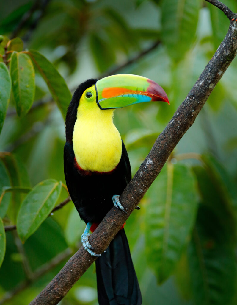Belize keel billed toucan