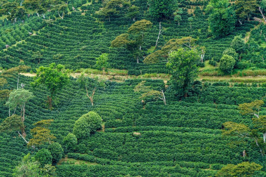 Boquete Panama coffee fields