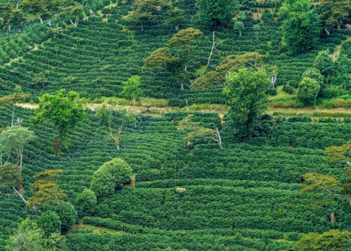 Boquete Panama coffee fields Boquete Panama coffee fields