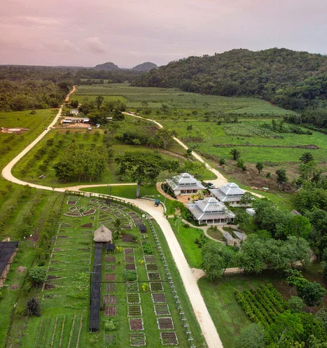 Copal Tree Belize aerial gardens