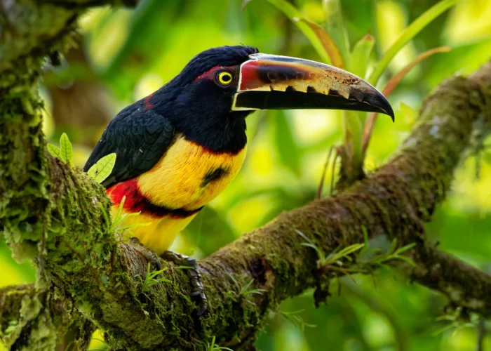 Copal Tree Belize aricari Copal Tree Belize aricari