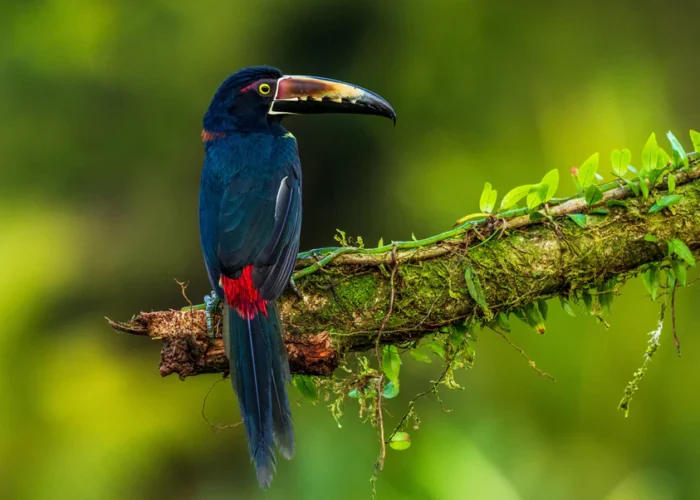 Costa Rica aricari small toucan