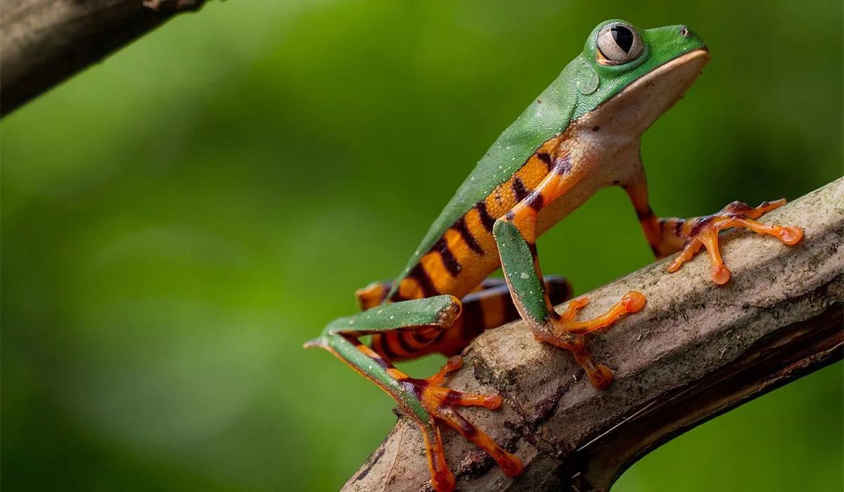 Ecuador La Selva Amazon frog