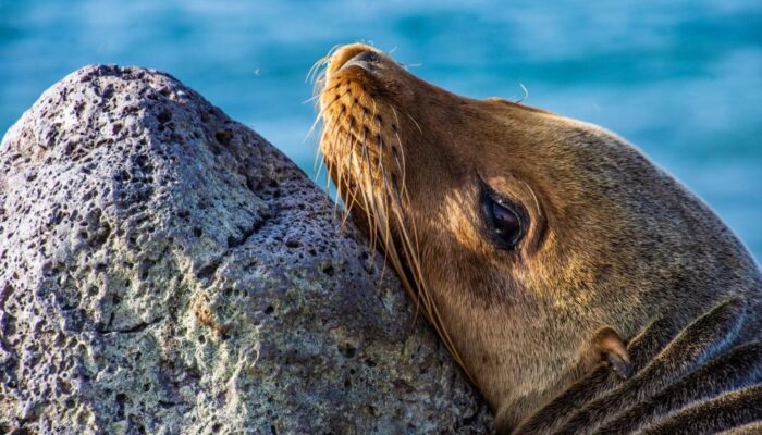 Galapagos Finch Bay seal Galapagos Finch Bay seal closeup