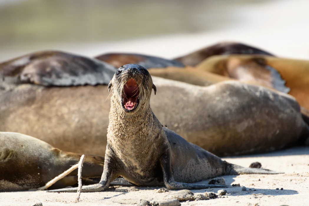 Galapagos Santa Fe seal pup