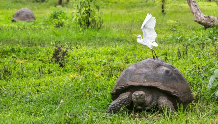 Galapagos giant tortoise Santa Cruz Galapagos giant tortoise Santa Cruz