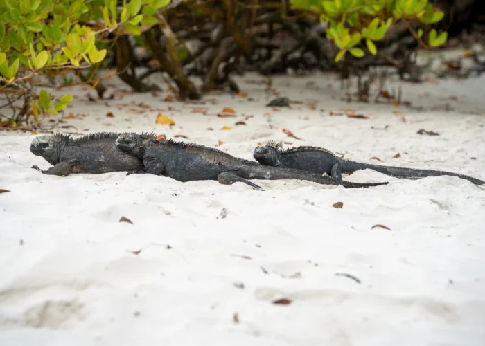 Galapagos marine iguanas Santa Cruz