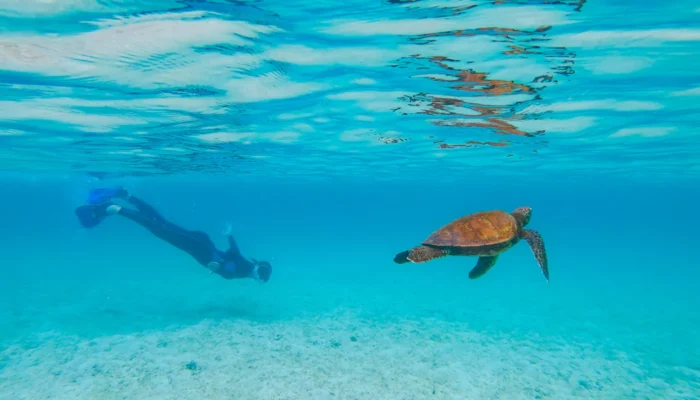 Galapagos snorkeling turtle Galapagos snorkeling turtle Ecuador