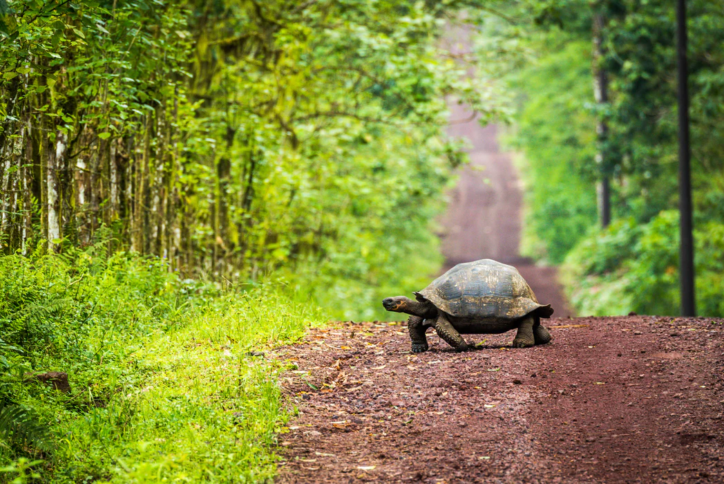 Galapagos giant tortoise road Ecuador
