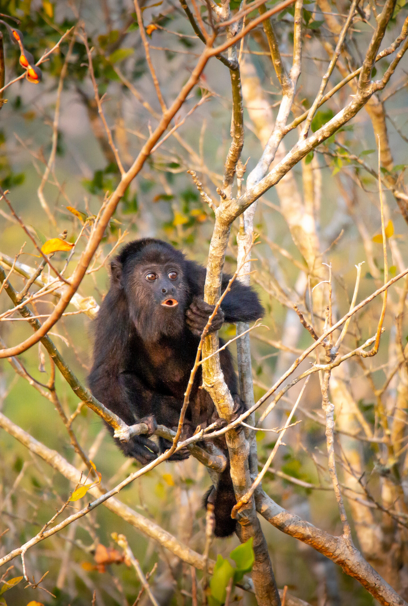 Guatemala Tikal monkey
