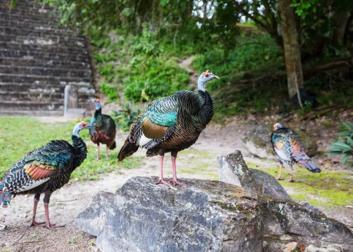 Guatemala Tikal pavos Guatemala Tikal pavos