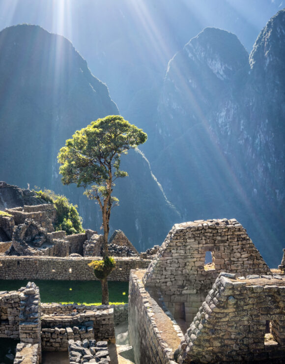 Tree in Machu Picchu, Peru