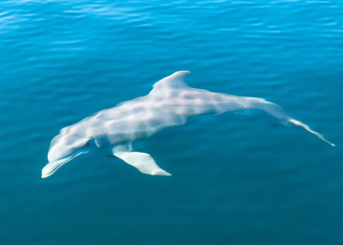 Panama Bocas del Toro dolphin