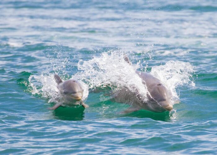 Panama Bocas del Toro dolphins Panama Bocas del Toro dolphins