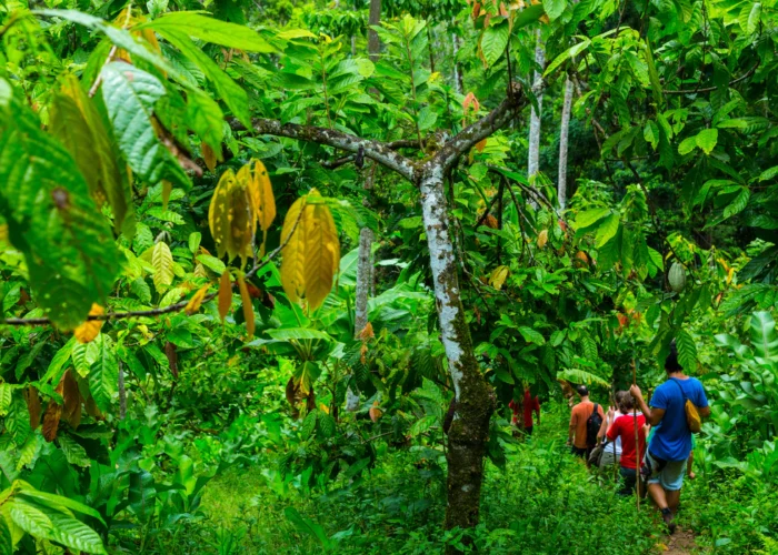 Panama Bocas del Toro hike