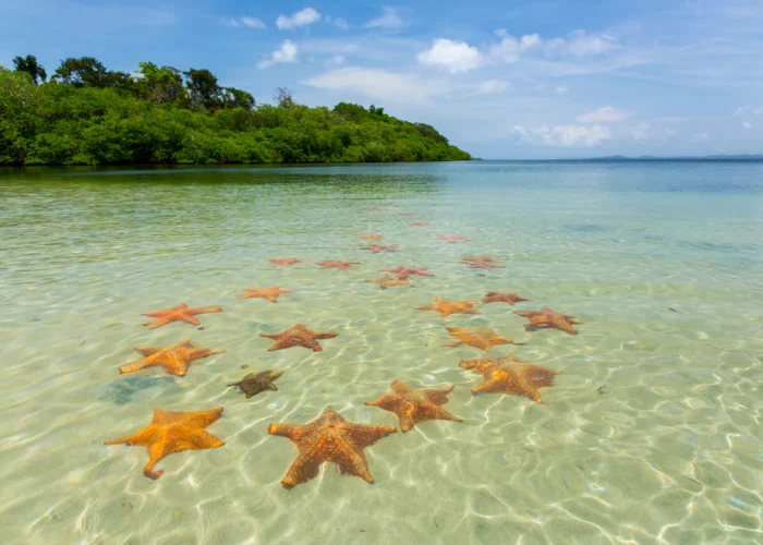 Panama Bocas del Toro starfish beach