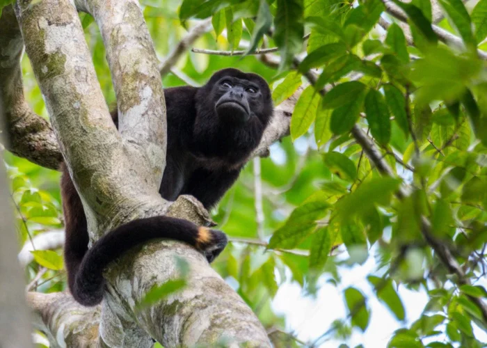 Panama Isla Palenque howler monkey Panama Isla Palenque howler monkey