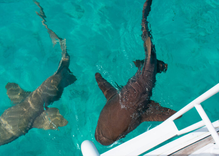 Nurse sharks Panama Nurse sharks Panama