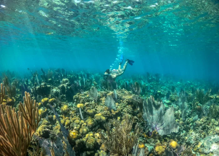 Ray Caye Belize snorkeling Ray Caye Belize snorkeling