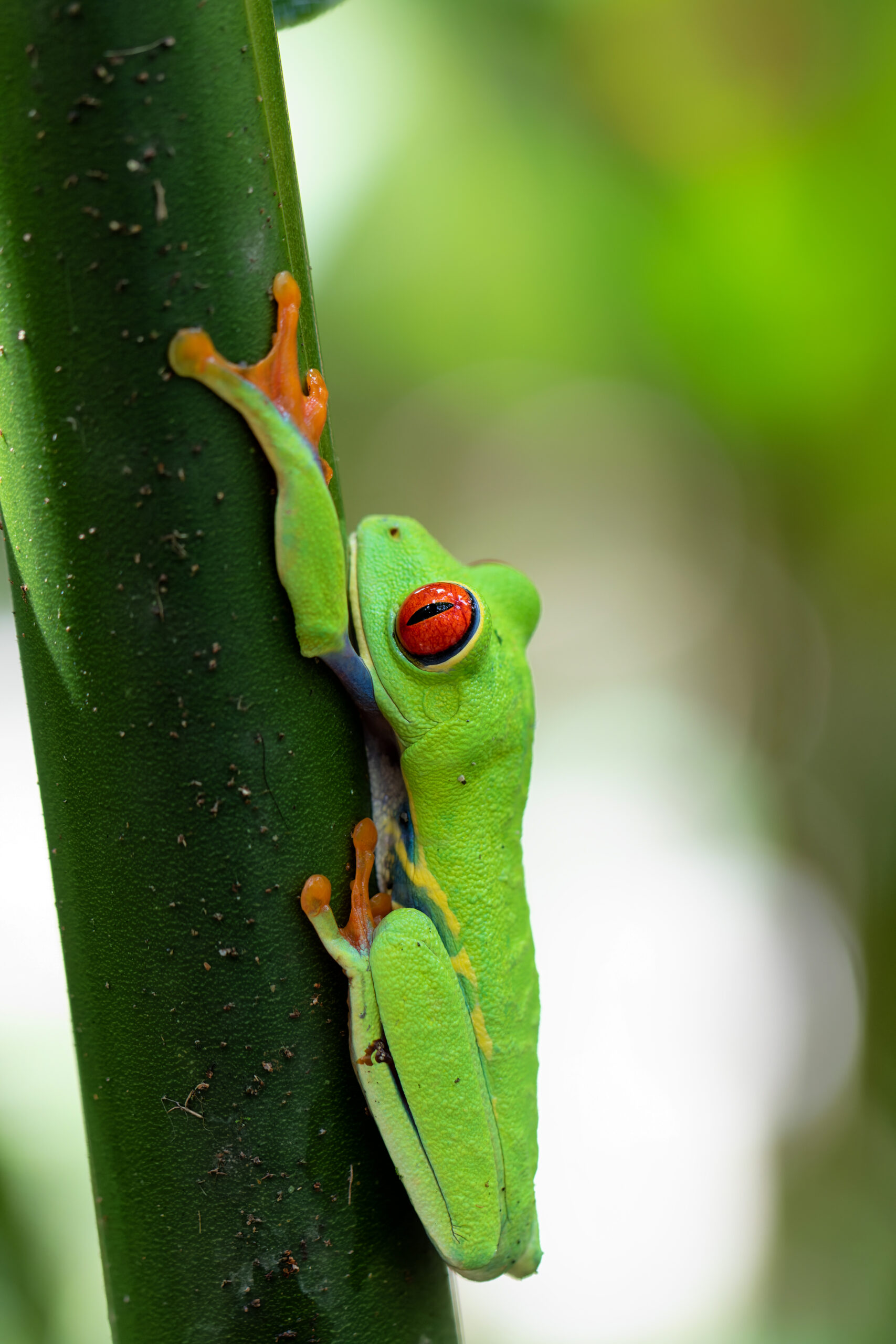 Red eyed tree frog Tortuguero