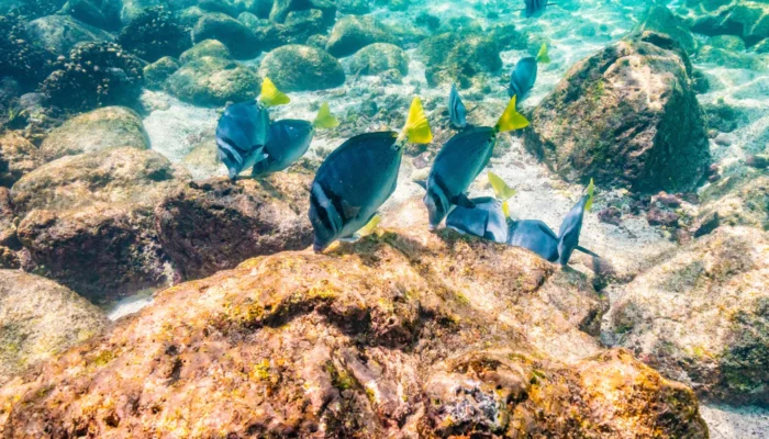 Santa Fe Galapagos Santa Fe Galapagos Ecuador snorkeling fish underwater view
