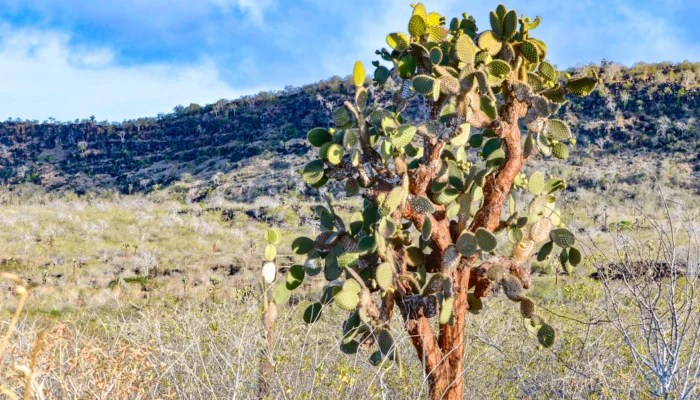Santa Fe Galapagos cactus Santa Fe Galapagos cactus Ecuador