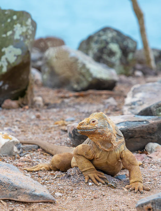Santa Fe Galapagos iguana