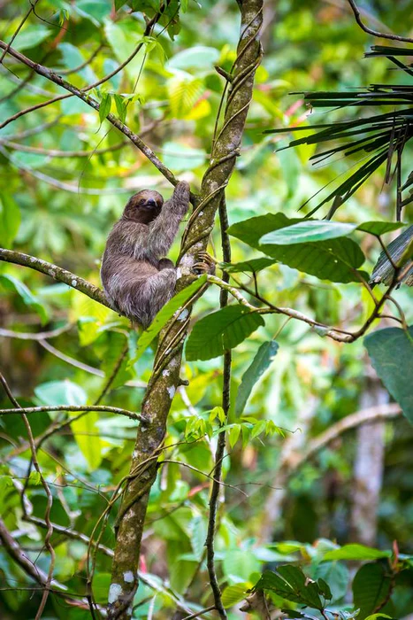 Sloth Arenal Costa Rica