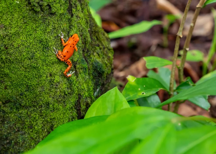 Strawberry dart frog Bocas del Toro Red Frog Beach Bastimentos Island Strawberry dart frog Bocas del Toro Red Frog Beach Bastimentos Island