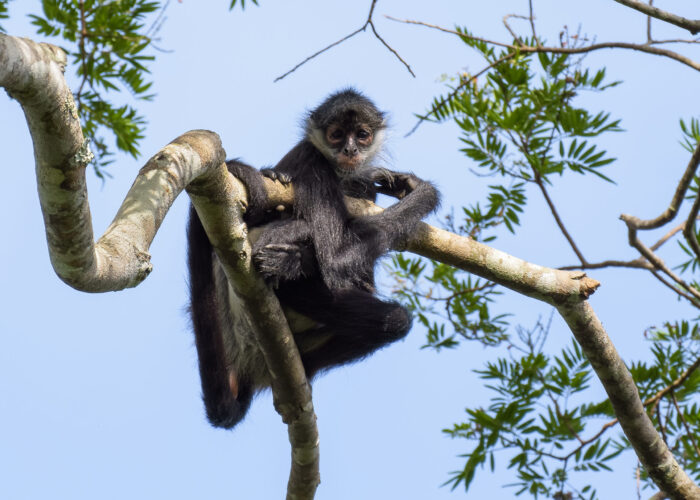 Spider monkey in a tree in Tikal, Guatemala
