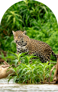 Small jaguar arch design element