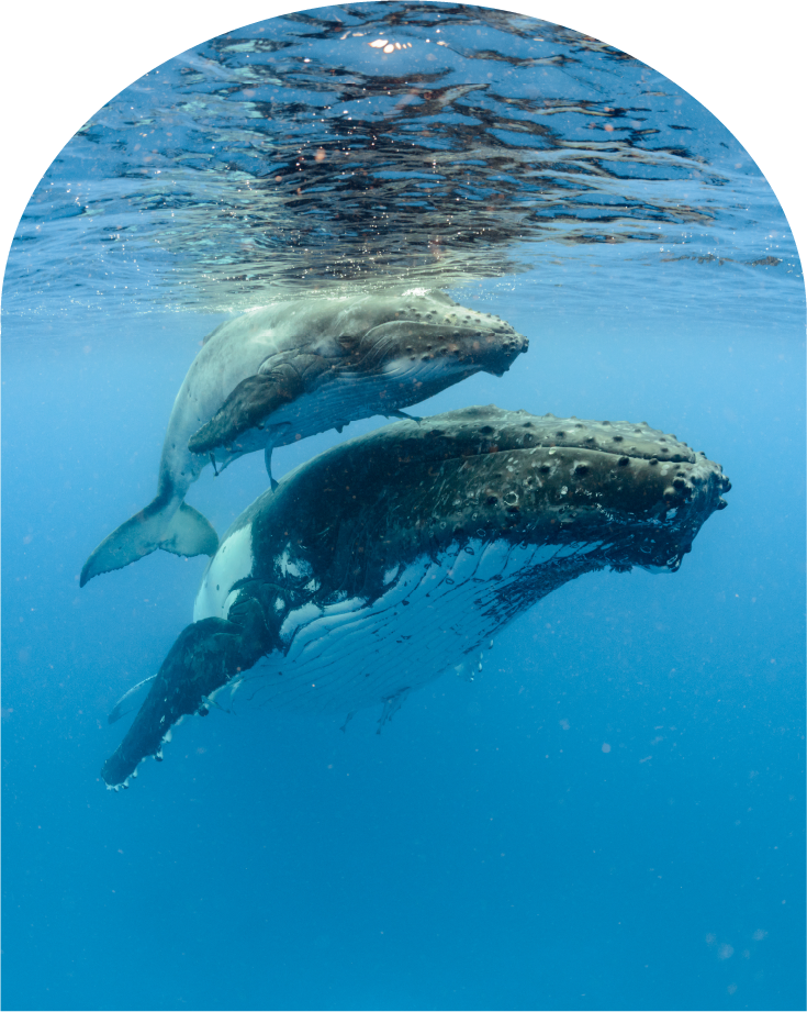Humpback swimming with calf arch