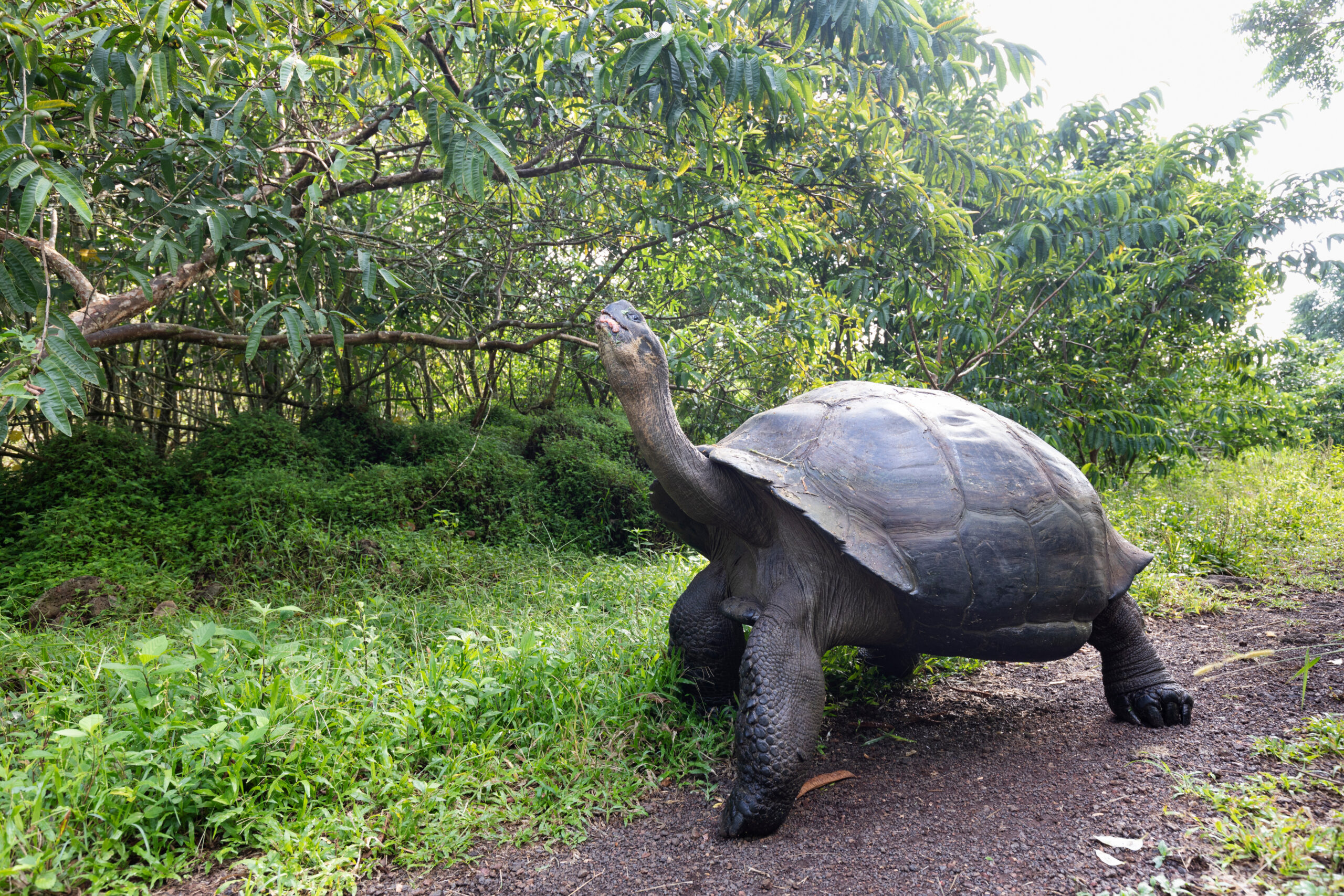 The biggest tortoise in the world. Galápagos giant tortoise, Chelonoidis niger. Galapagos Islands. Santa Cruz island.